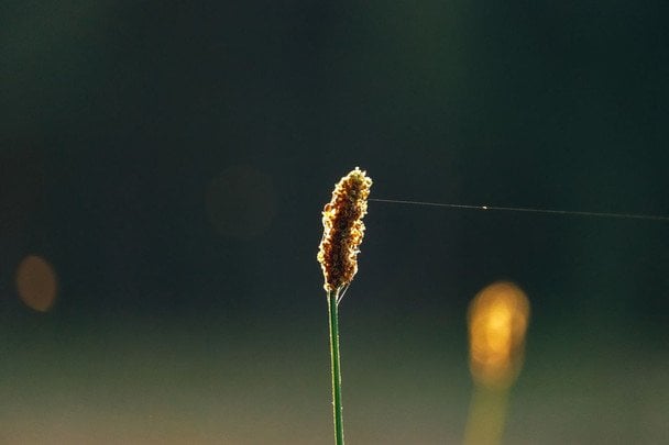 Народні прикмети 6 серпня / © pexels.com