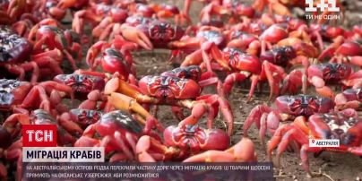 Новини світу: на австралійському острові Різдва перекрили дороги через міграцію крабів