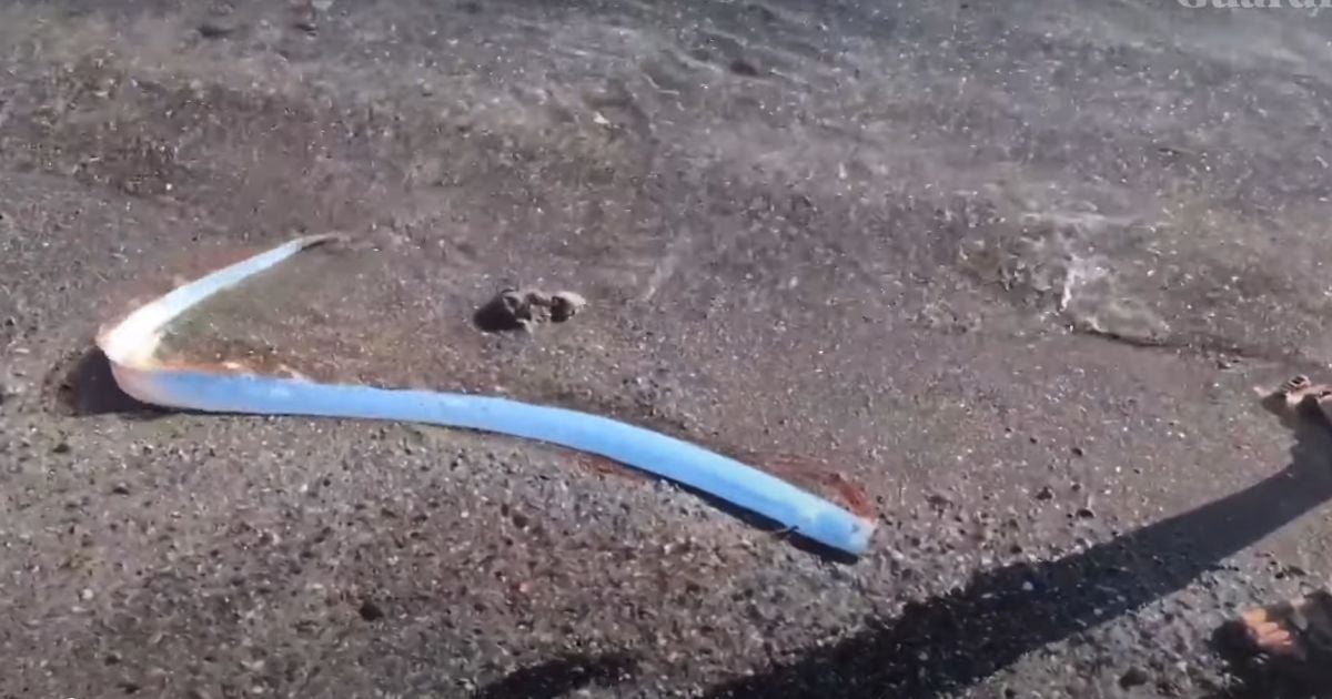 Оселедцевий король біля узбережжя Мексики