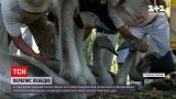 Новости мира: перепись лебедей в Британии - сколько птиц принадлежит королеве