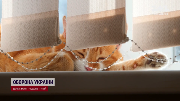 Кіт Ізюм