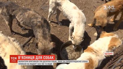 На Одещині волонтери врятували три десятки собак, яких тримали у спеку на подвір'ї без їжі та води