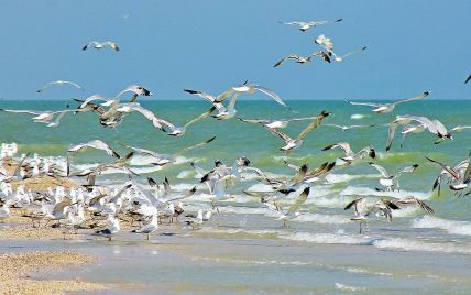 Хрустальная вода и уникальные животные: заповедный остров в Азовском море снова открыт для туристов