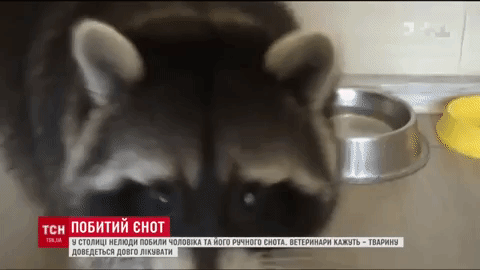 Пострадавшего от нападения киевского енота Марли в нескольких клиниках отказались лечить
