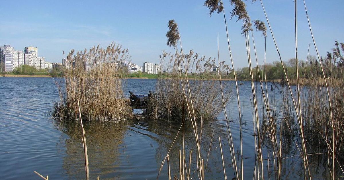 Фото: goldfishnet.km.ua