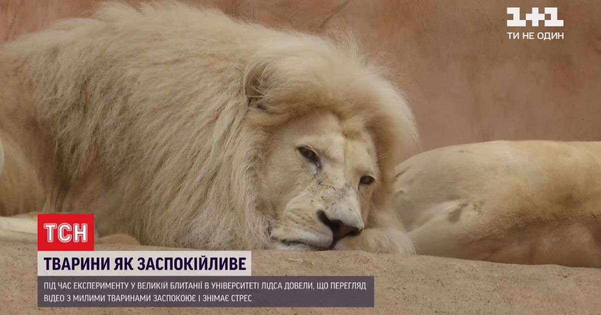 Боротьба зі стресом: які тварини можуть допомогти подолати знервованість