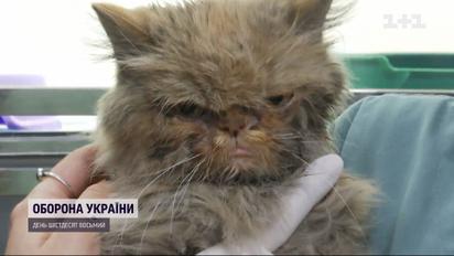 Як волонтери, ризикуючи власними життями, врятували кицю в Бородянці