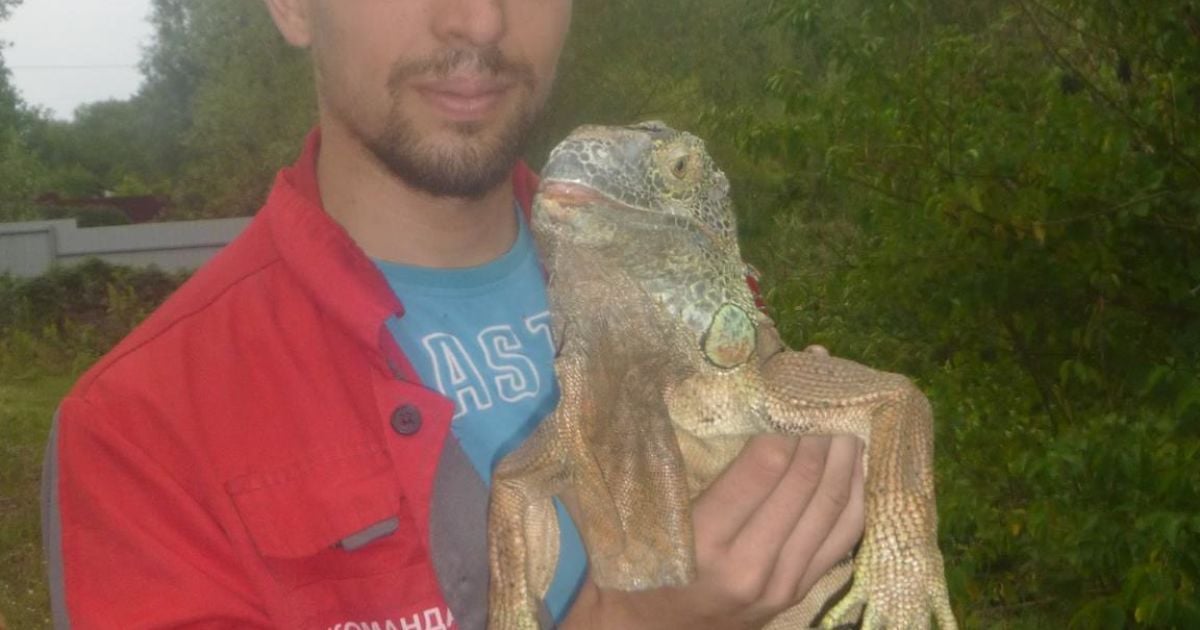 Ігуана харчувалася овочами в городі жительки Київщини / © Kyiv Animal Rescue Group/Facebook