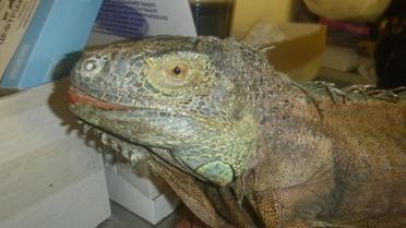 Игуана питалась овощами в огороде жительницы Киевщины / © Kyiv Animal Rescue Group/Facebook