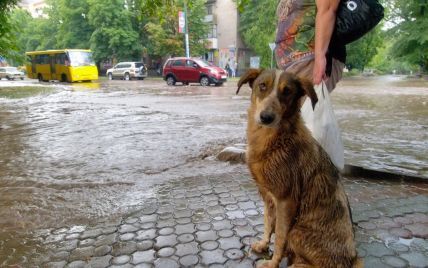 Дніпровські волонтери підшукують для тварин-інвалідів господарів за кордоном