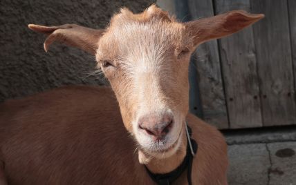 На Тернопільщині обрали найкрасивішу козу