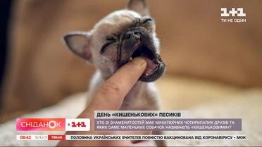 Как правильно ухаживать за собаками мелких пород