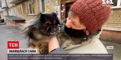 Новости Украины: как потерянный пекинес в Ровенской области нашел дорогу в полицию