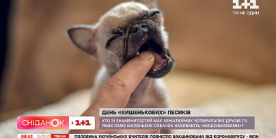 Как правильно ухаживать за собаками мелких пород