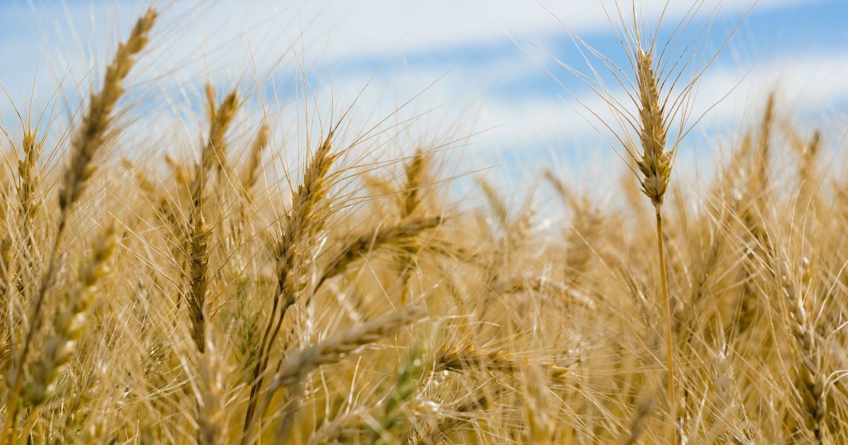 Фермеры прогнозируют плохой урожай зерновых