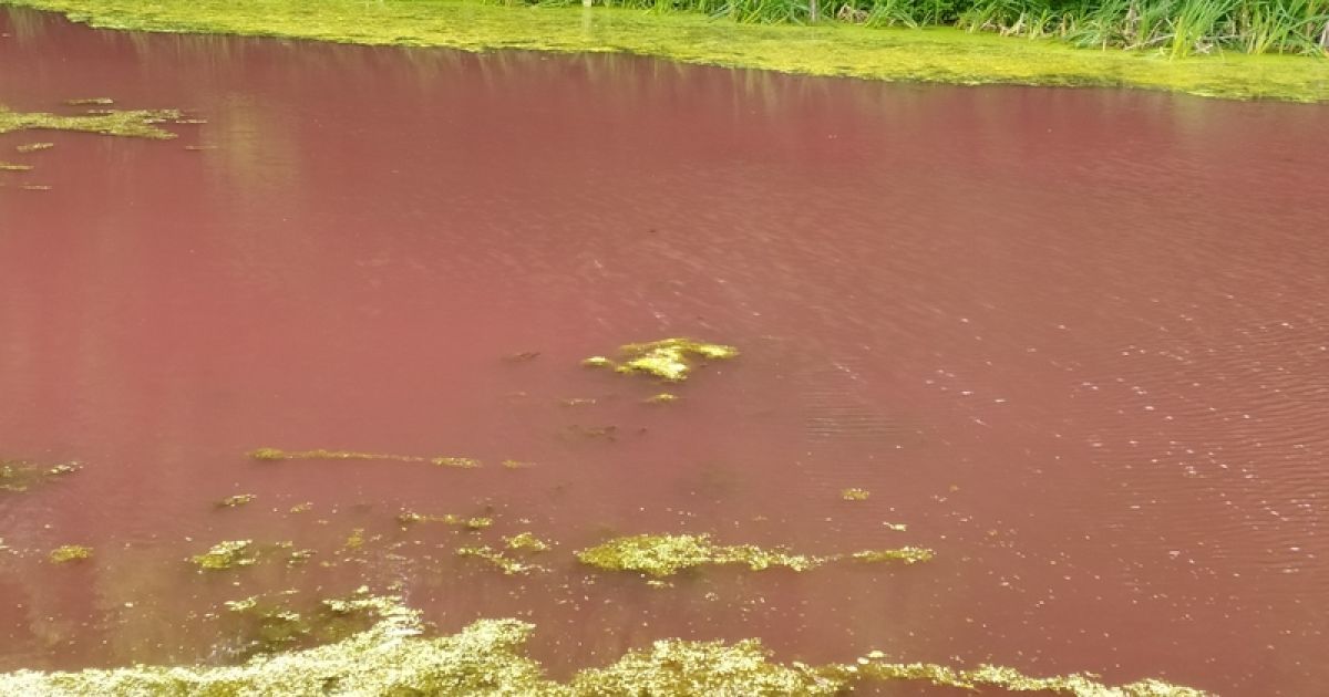 рожева вода парк ніжин