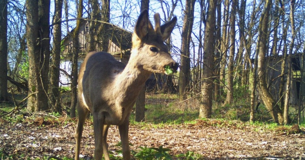 Сарна європейська