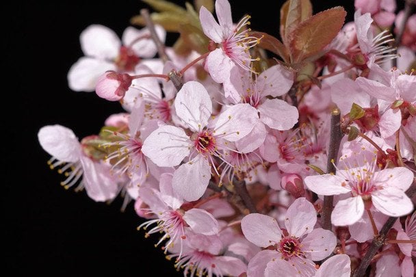 День ангела 24 квітня: кого та як вітати з іменинами