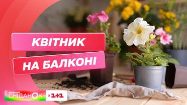 Ідеальні квіти для балкону: як правильно підібрати рослини для дому – Катерина Чорноус