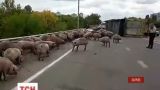 Близько сотні переляканих свиней стали учасниками дорожньої пригоди у Харкові