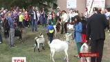 На Тернопільщині обирали найкрасивішу козу