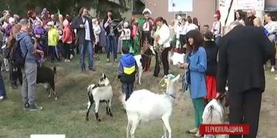 На Тернопольщине выбирали самую красивую козу