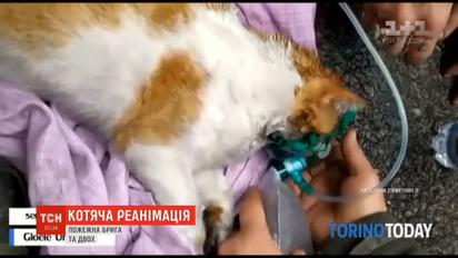 Кислород для кошек: в Италии пожарные спасли не только людей, но и животных