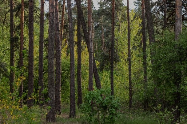 20 вересня День працівника лісу в Україні / © pexels.com