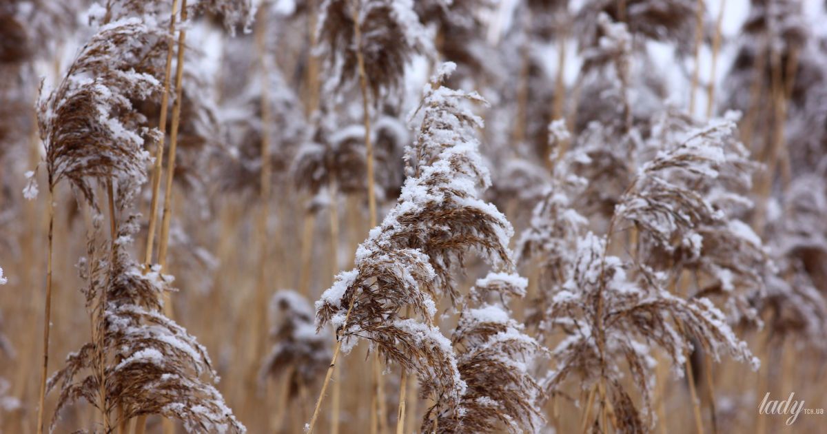 Рослини в снігу