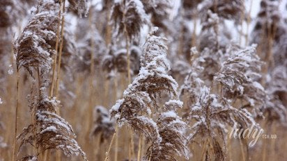 Растения в снегу