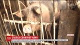 Спалах африканської чуми. Ветеринари утилізували тисячі свиней на Буковині