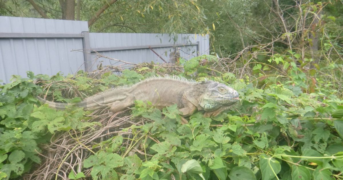 Ігуана харчувалася овочами в городі жительки Київщини / © Kyiv Animal Rescue Group/Facebook