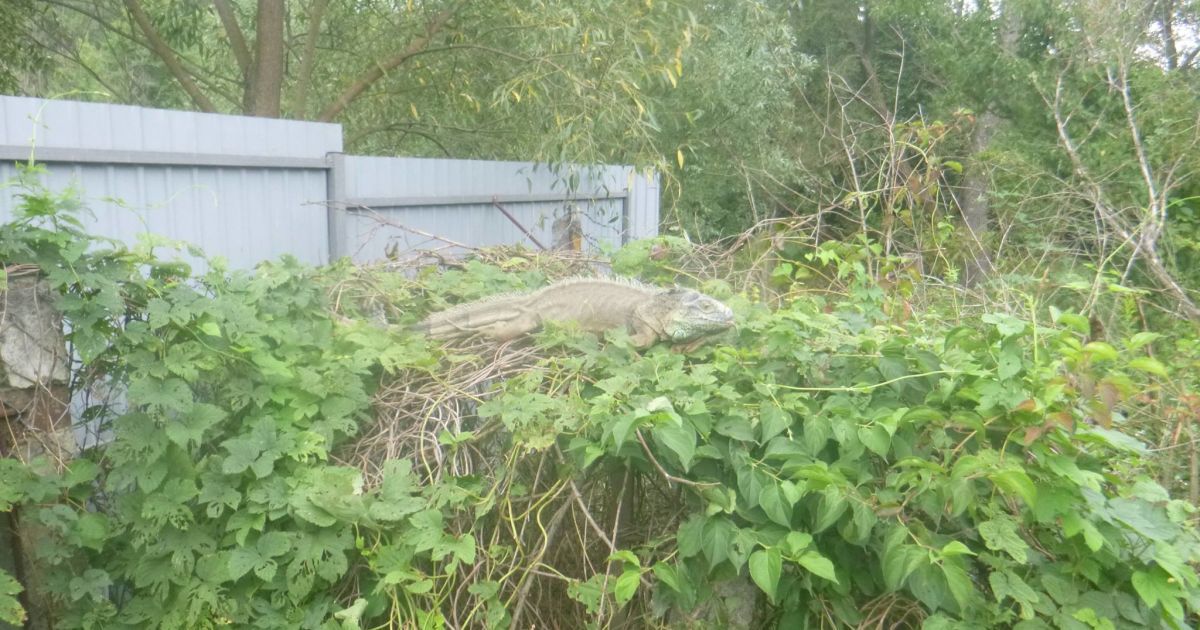 Ігуана харчувалася овочами в городі жительки Київщини / © Kyiv Animal Rescue Group/Facebook