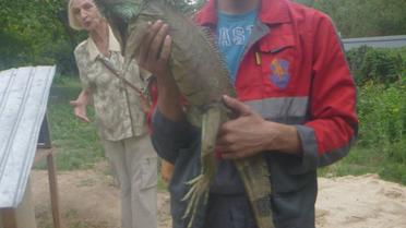 Игуана питалась овощами в огороде жительницы Киевщины / © Kyiv Animal Rescue Group/Facebook