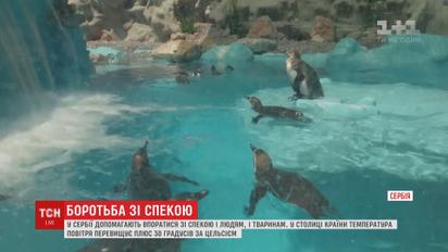 Охолоджувальний басейн від спеки спорудили для пінгвінів у Сербії