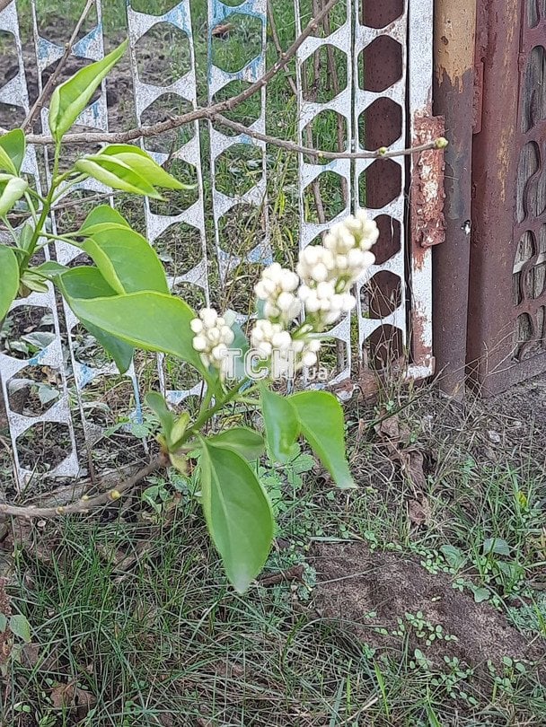 Бузок / © ТСН