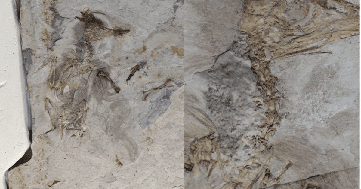 Вчені розкрили таємницю зникнення птаха, що жив 120 млн років тому в Китаї (фото)