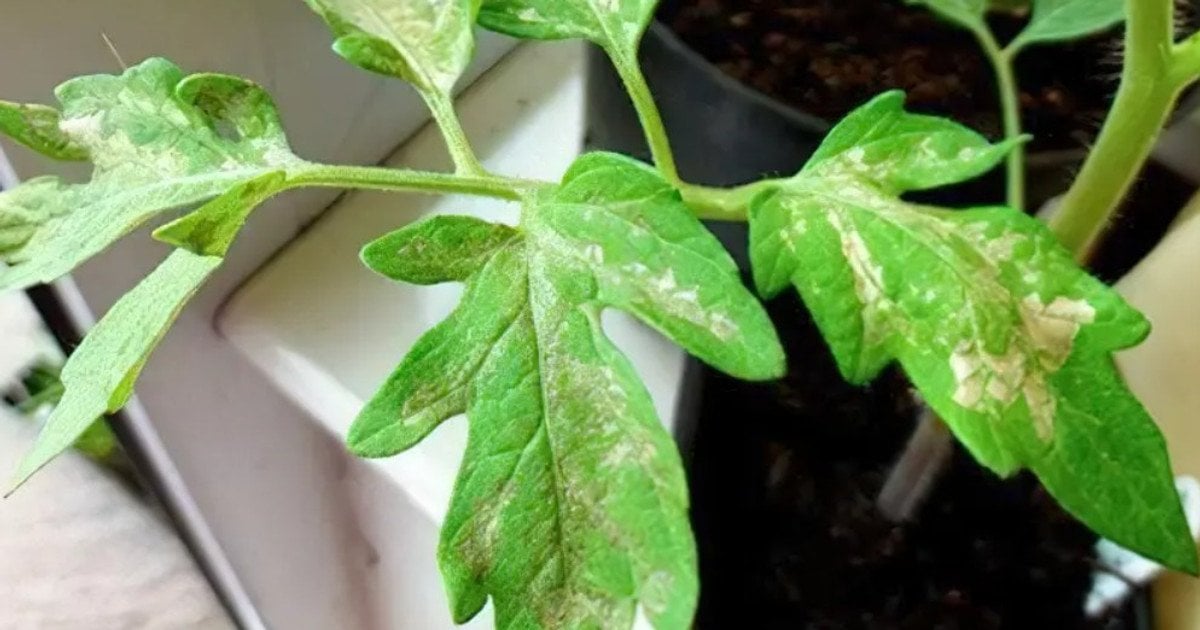 Белые листья на помидорах