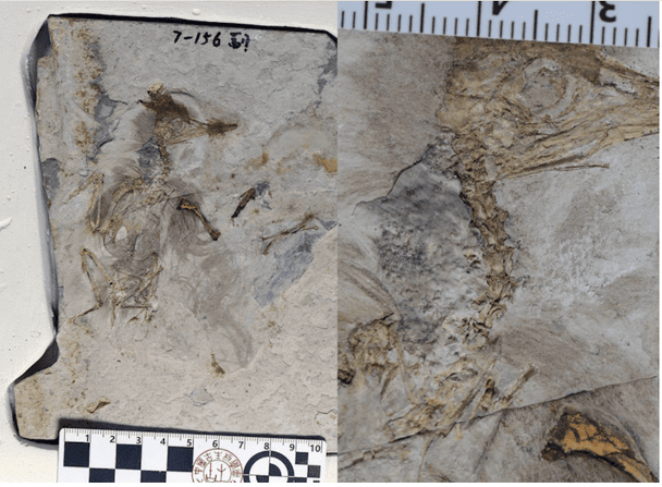 Вчені розкрили таємницю зникнення птаха, що жив 120 млн років тому в Китаї (фото)