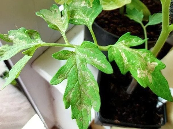 Побіліла розсада помідорів після садіння у ґрунт: причини та що робити