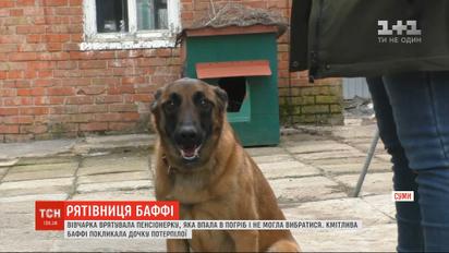 Смышленая Баффи: в Сумах овчарка спасла пенсионерку, которая упала в погреб