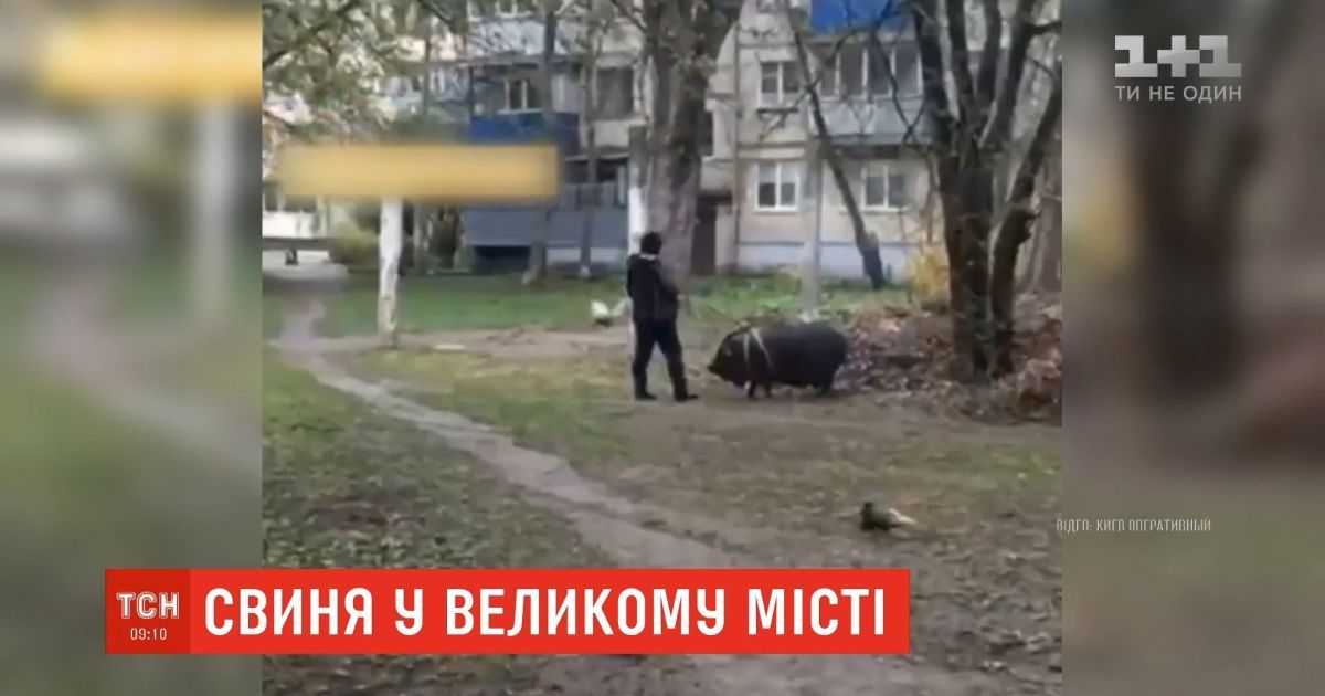 У столиці помітили жінку, яка вигулювала свиню поблизу багатоповерхівок