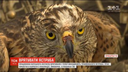 Прикарпатські лісники врятували травмованого яструба, що прилетів з Фінляндії