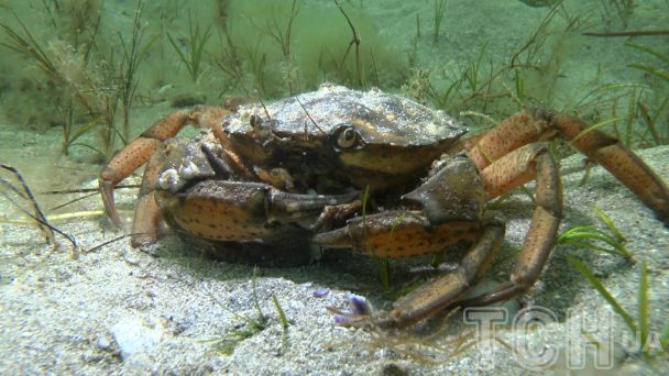 Скриншот з документального фільму ТСН "Побачити дно"