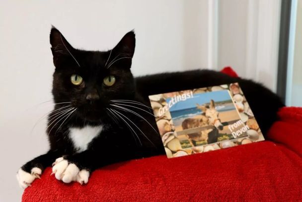 Кот Бонни / Фото: Animals in Distress/SWNS