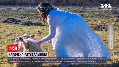 Новости мира: в Германии невеста бросилась на помощь овце просто в свадебном наряде