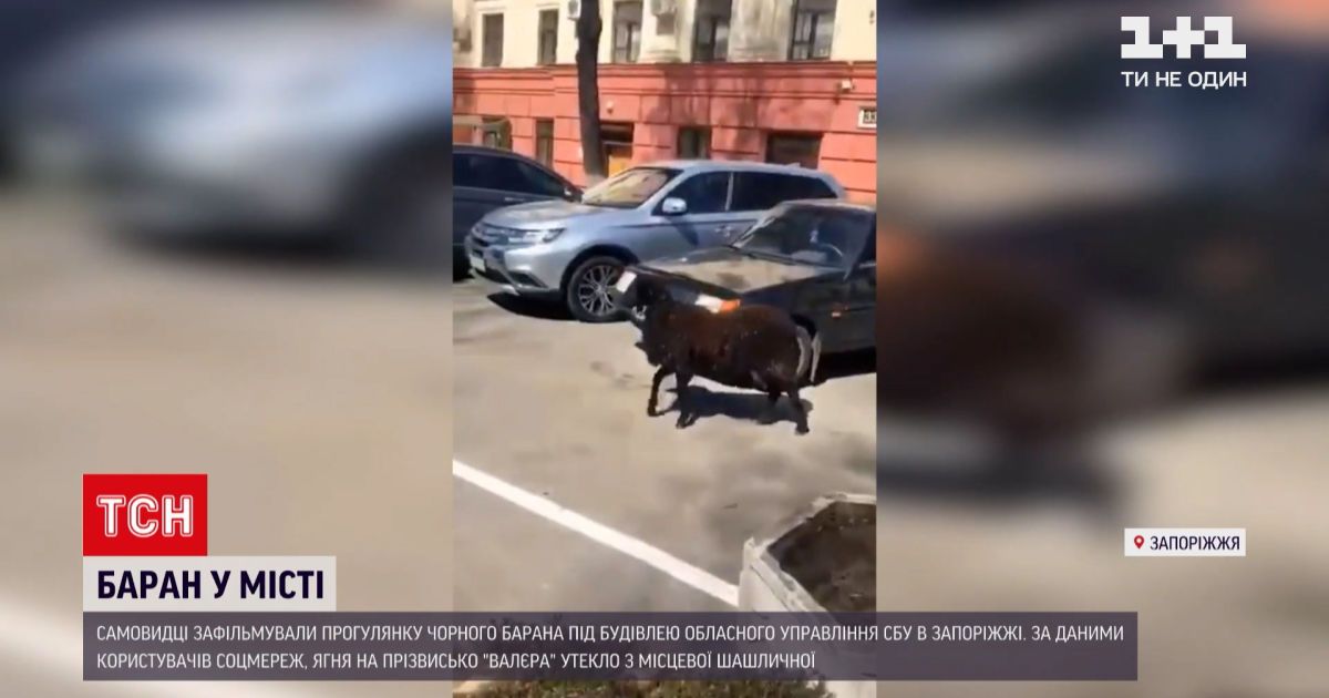 Новости Украины: черный барашек разгуливал под областным управлением СБУ в Запорожье