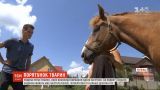 У Чернівцях родина рятує коней, яких власники вирішили здати на м'ясо