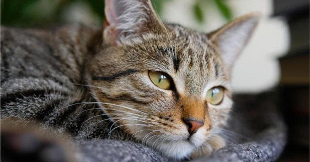 Как коты различают «своих» и «чужих»