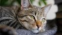 Как коты различают «своих» и «чужих»